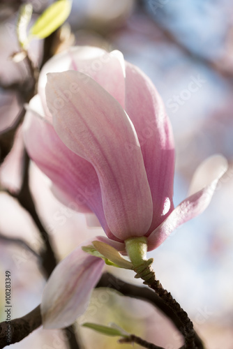 Blossom colorful spring flowers on Magnolia tree © noxnorthy