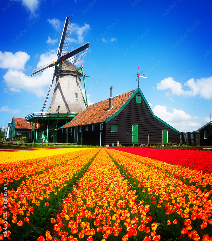 dutch windmill over  tulips field