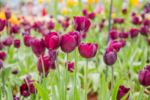 Fototapeta Naklejka Na Ścianę i Meble -  Tulip Ronaldo in field.