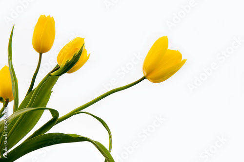 Fototapeta Naklejka Na Ścianę i Meble -  Isolated of yellow tulip