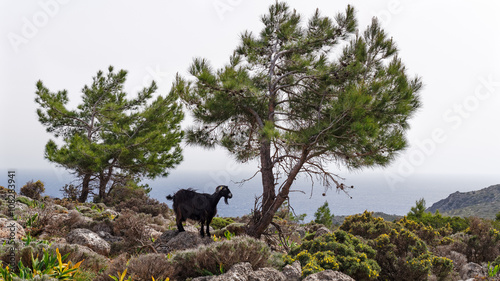 Ziege unter Kiefer an der Südküste von Kreta photo