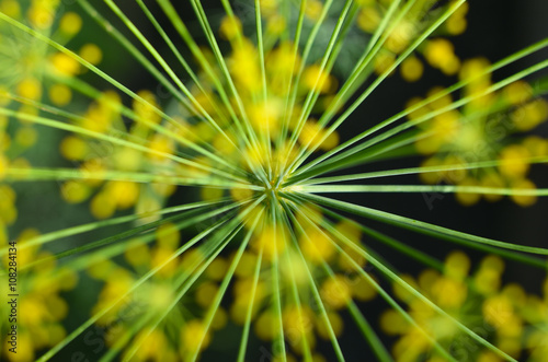 Inflorescence dill