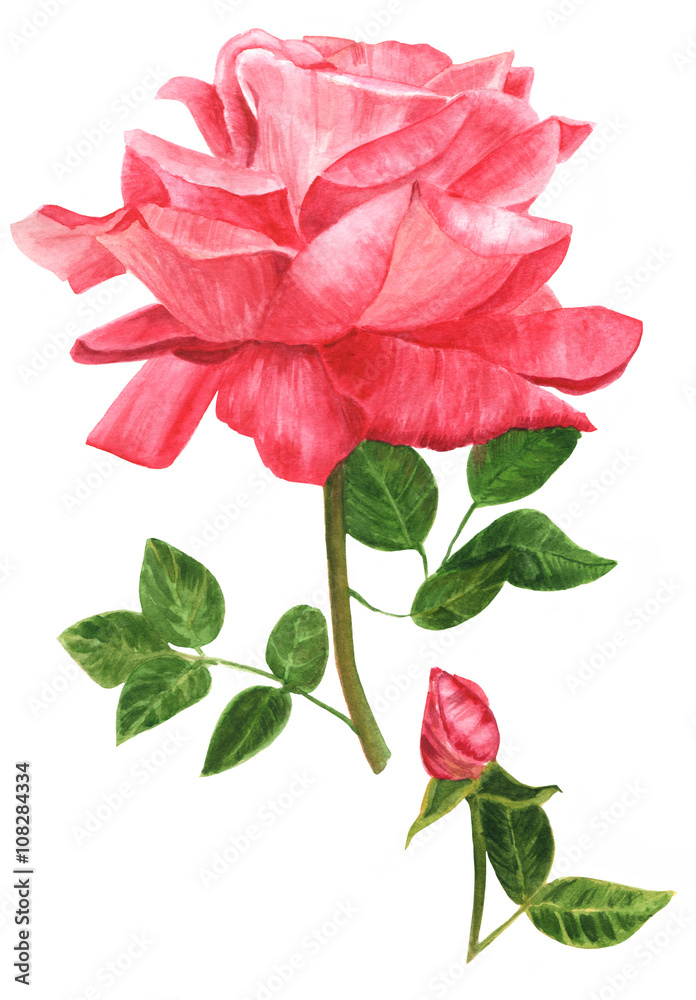 Watercolor beautiful pink rose, hand painted in vintage botanical art style on white