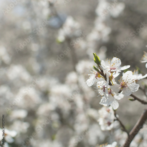 Wild cherry blossom on sunny spring day - background with bokeh blurs - square. 