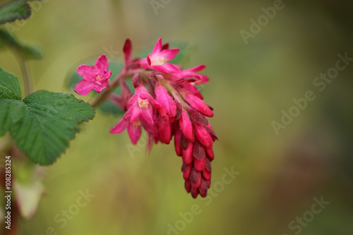 Blut-Johannisbeere photo