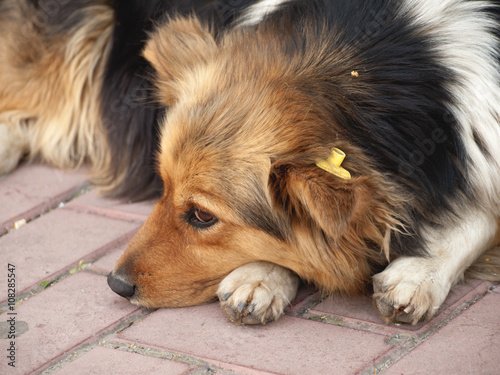 Dog portrait with uterine sterilization