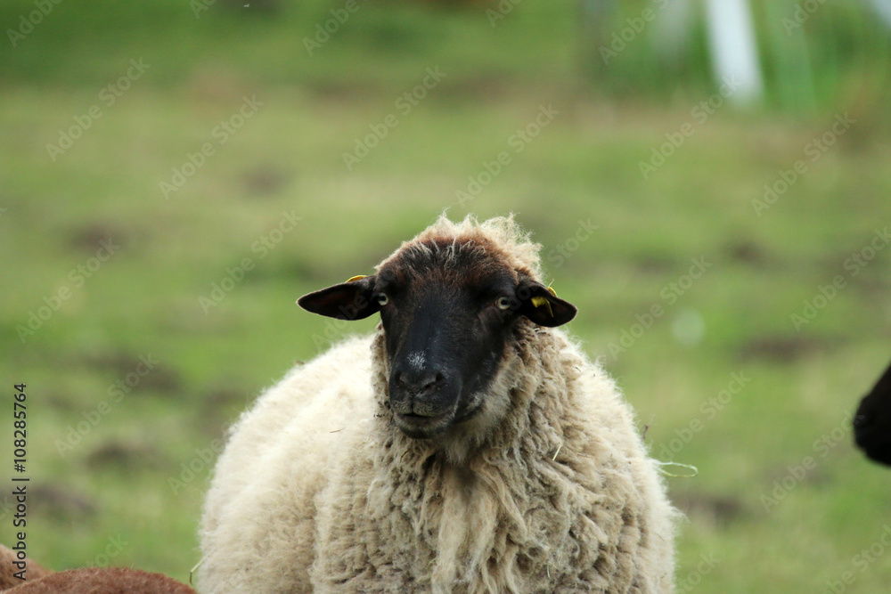 Schaf Schaf