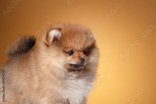 Fototapeta Naklejka Na Ścianę i Meble -  Pomeranian puppy on a colored background