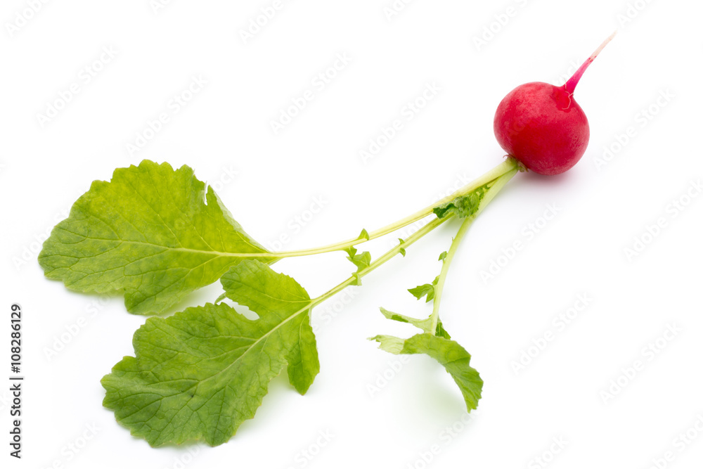 Radish fresh isolated on white background. Radish fresh isolated on white background.