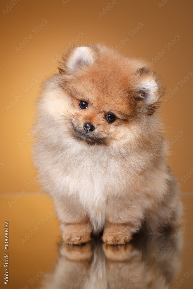Pomeranian puppy on a colored background