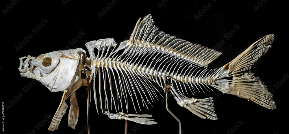Obraz premium skeleton on a carp fish