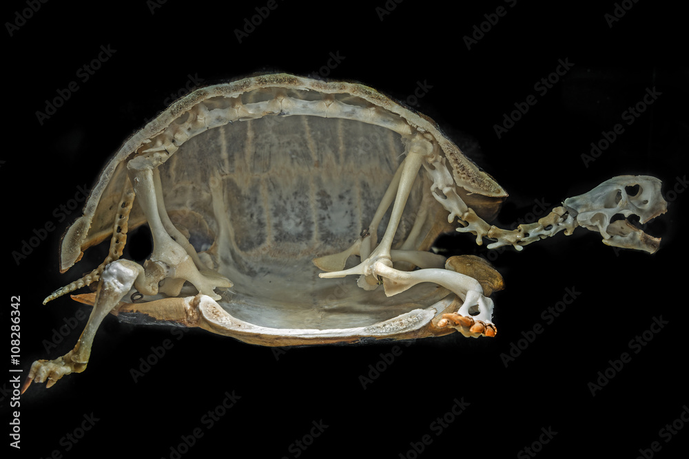 Naklejka premium skeleton on a turtle