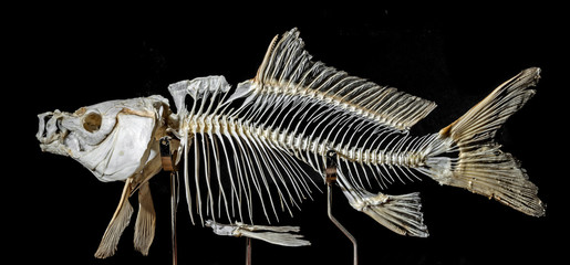 skeleton on a carp fish