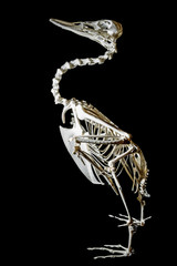 skeleton on a duck