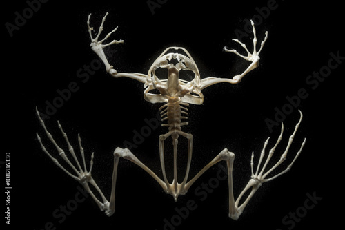 skeleton on a frog