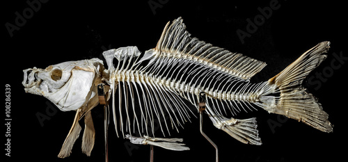skeleton on a carp fish