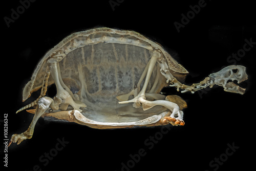 skeleton on a turtle
