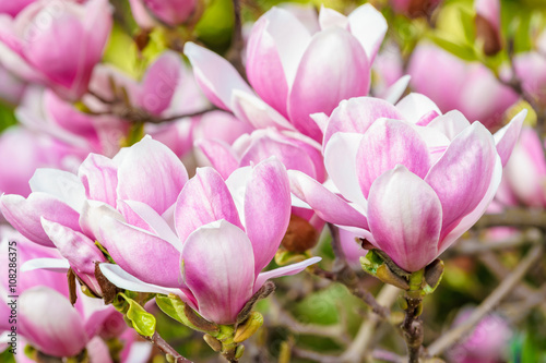 beautiful rose magnolia blossom in spring