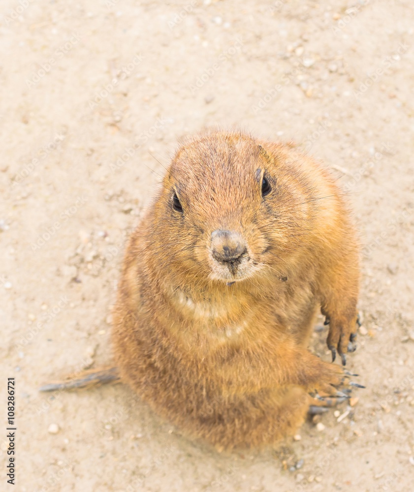 Prairie dog checking out us