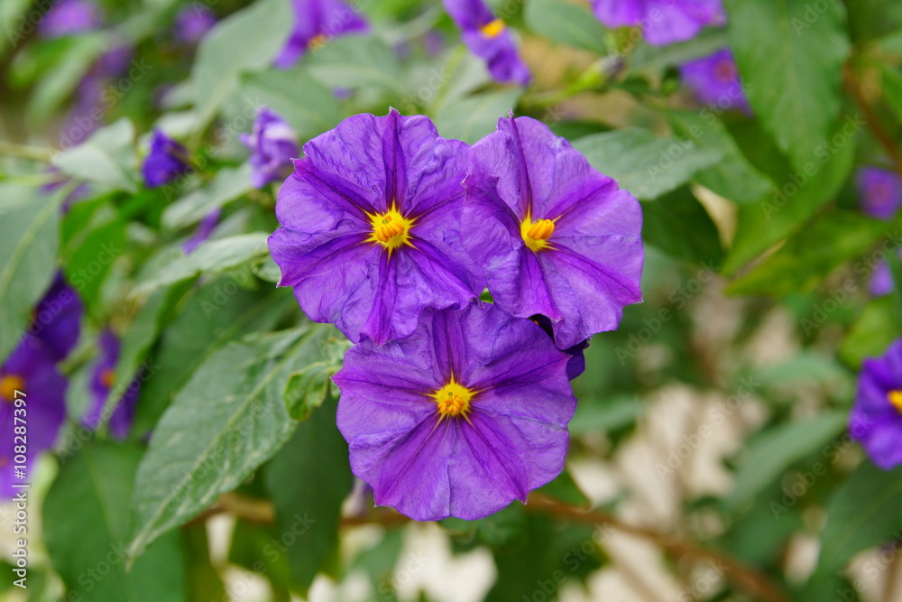 potato bush flowers