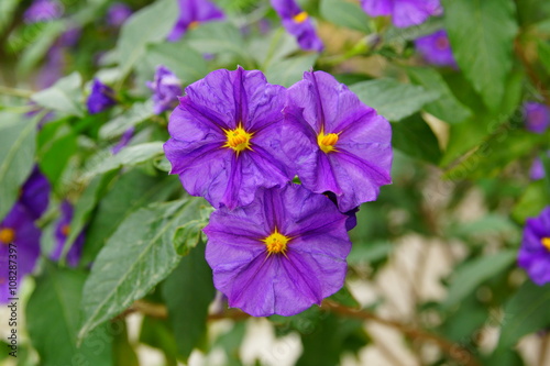 potato bush flowers