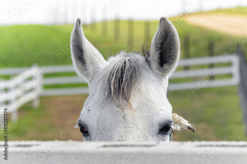 Equus ferus caballus. Beautiful white horse is looking at us, face to face, from behind of the fence. Rural scene. Green meadows.