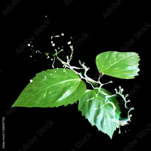 Leaves water drops vector