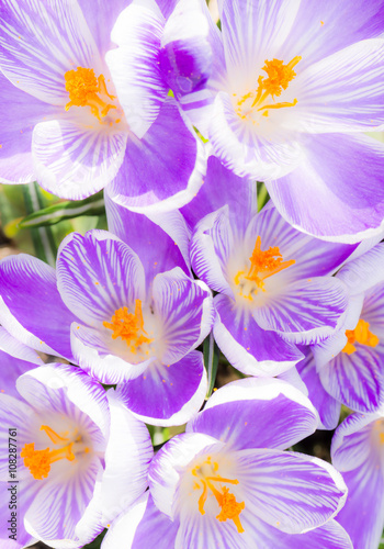 Purple and white Crocus Blossoms © manfredxy