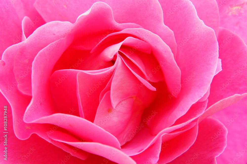 pink rose background pink rose background