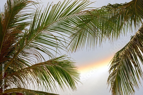 optical phenomenon gala throw palm leaves