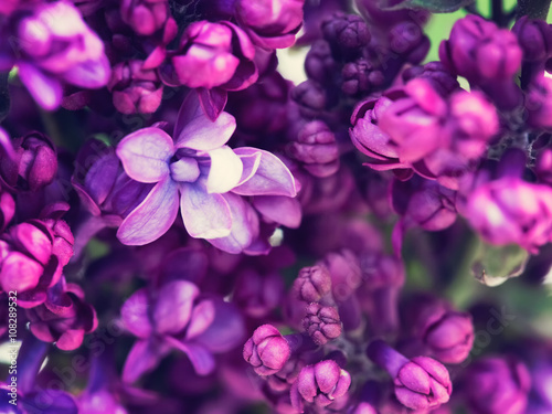 Lilac flowers background © Mariusz Blach