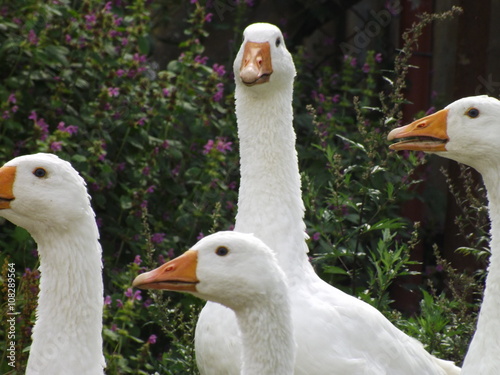 Foto geese on green field