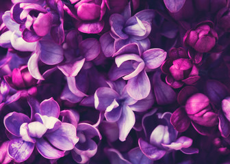 Purple lilac flowers blossom in garden, spring background