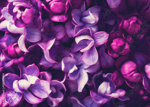 Fototapeta Purple lilac flowers blossom in garden, spring background