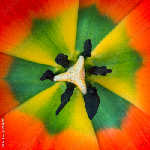 Fototapeta Naklejka Na Ścianę i Meble -  top view on red tulip flower