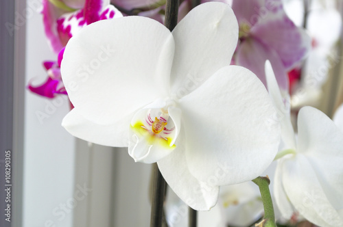 Fototapeta Naklejka Na Ścianę i Meble -  Eine weiße Orchidee steht am Fensterbrett. Ihre ausgeprägte weiße Blüte mit gelben Tupfern zeigt die Vielfalt der Natur.