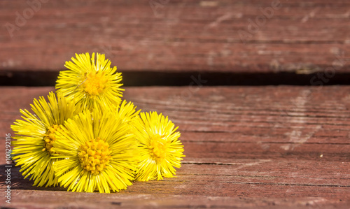 Coltsfoot flowers are on the bench in spring