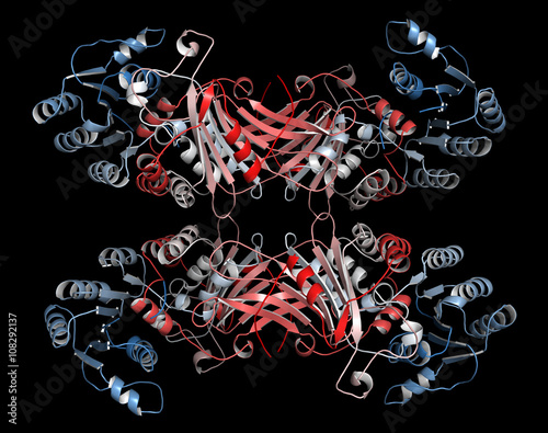 Glucose-6-phosphate dehydrogenase (G6PD) protein. 