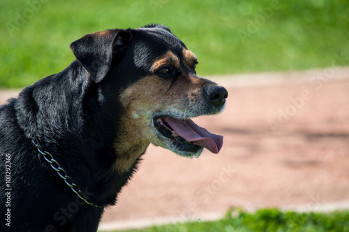 Portrait of cute rottweiler dog in the park