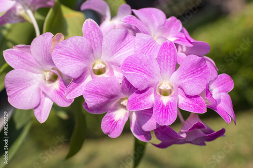 vintage style group of violet orchid flower