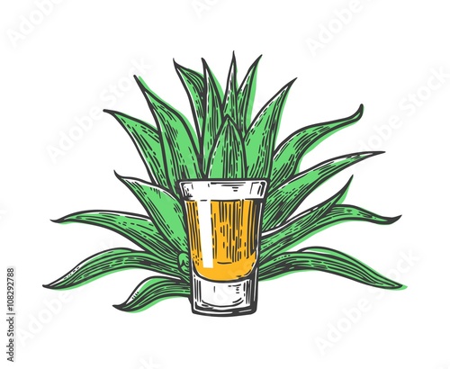Cactus blue agave with glass tequila. Vintage vector engraving illustration for label, poster, web.