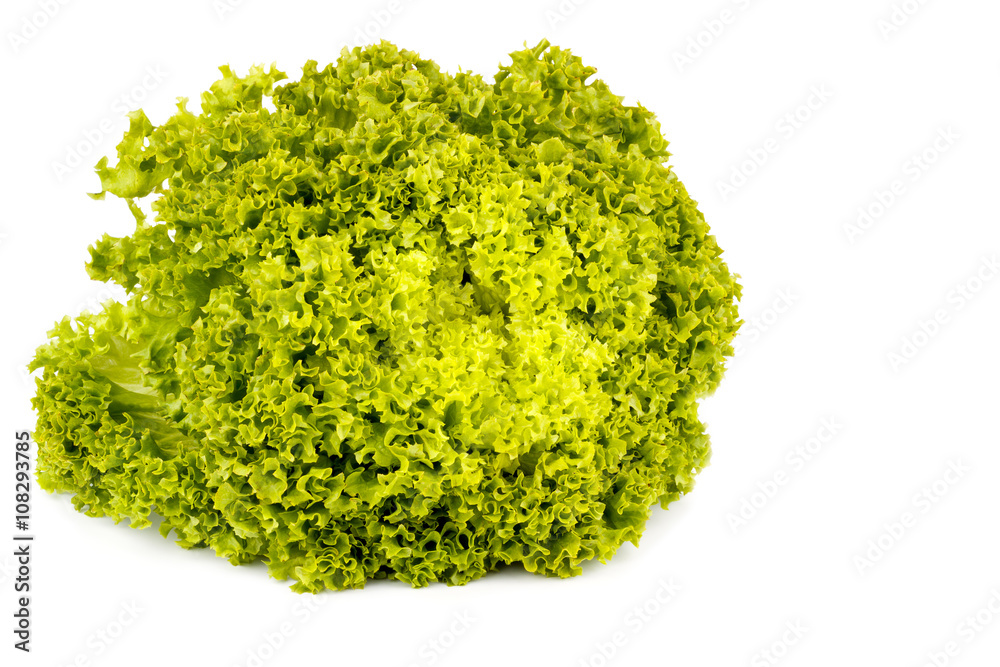Fototapeta premium Green salad isolated