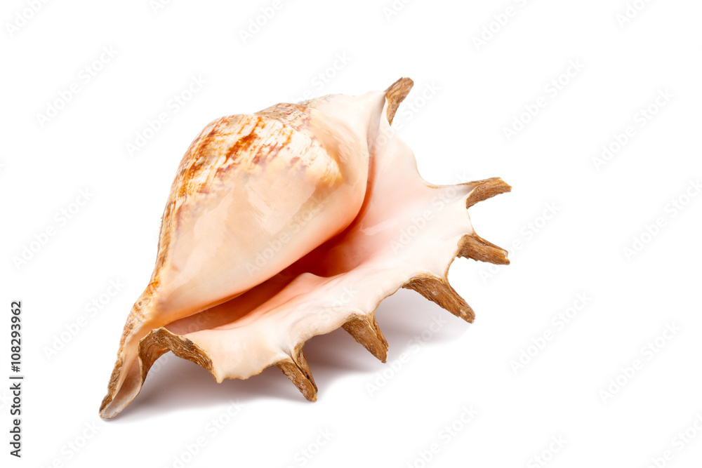 Big sea shell Big sea shell
