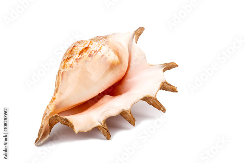 Big sea shell