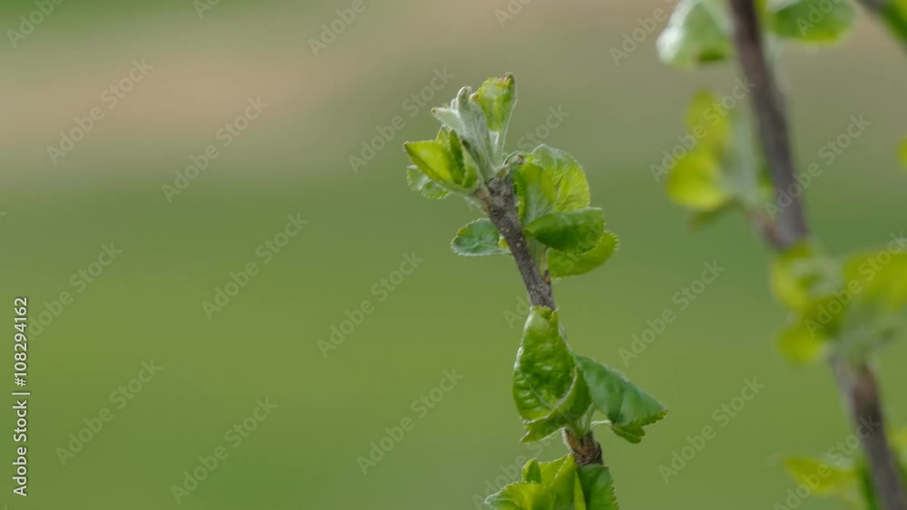 apple tree branch with leaves close up nature landscape green background apple tree branch with leaves close up nature landscape green background