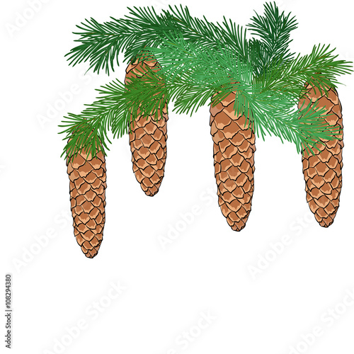 Spruce branch with cones
