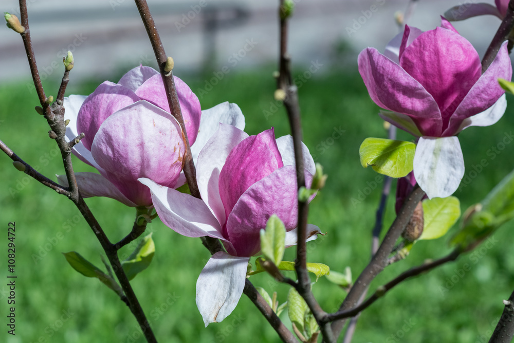 Kwiaty magnolii  - obrazy, fototapety, plakaty 