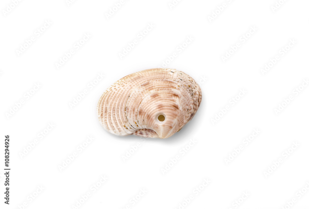 Detail of sea shell isolated on white background. Detail of sea shell isolated on white background.