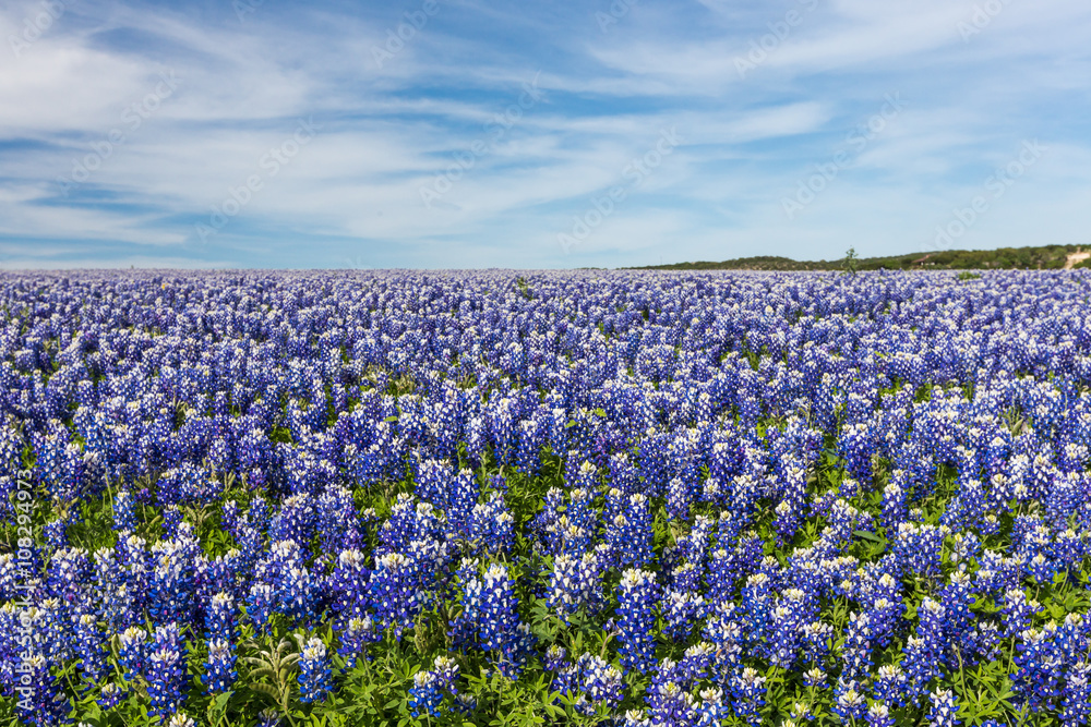 Texas Bluebonnet filed and blue sky background