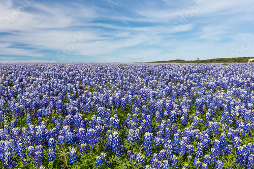 Obraz na płótnie Texas Bluebonnet filed and blue sky background w salonie